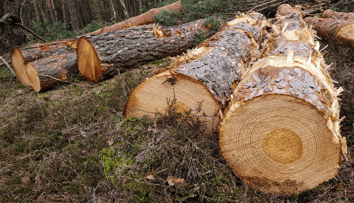 Wood industry
